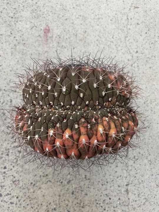 ギムノカリキウム尾形丸 綴化 大型 【公式通販】